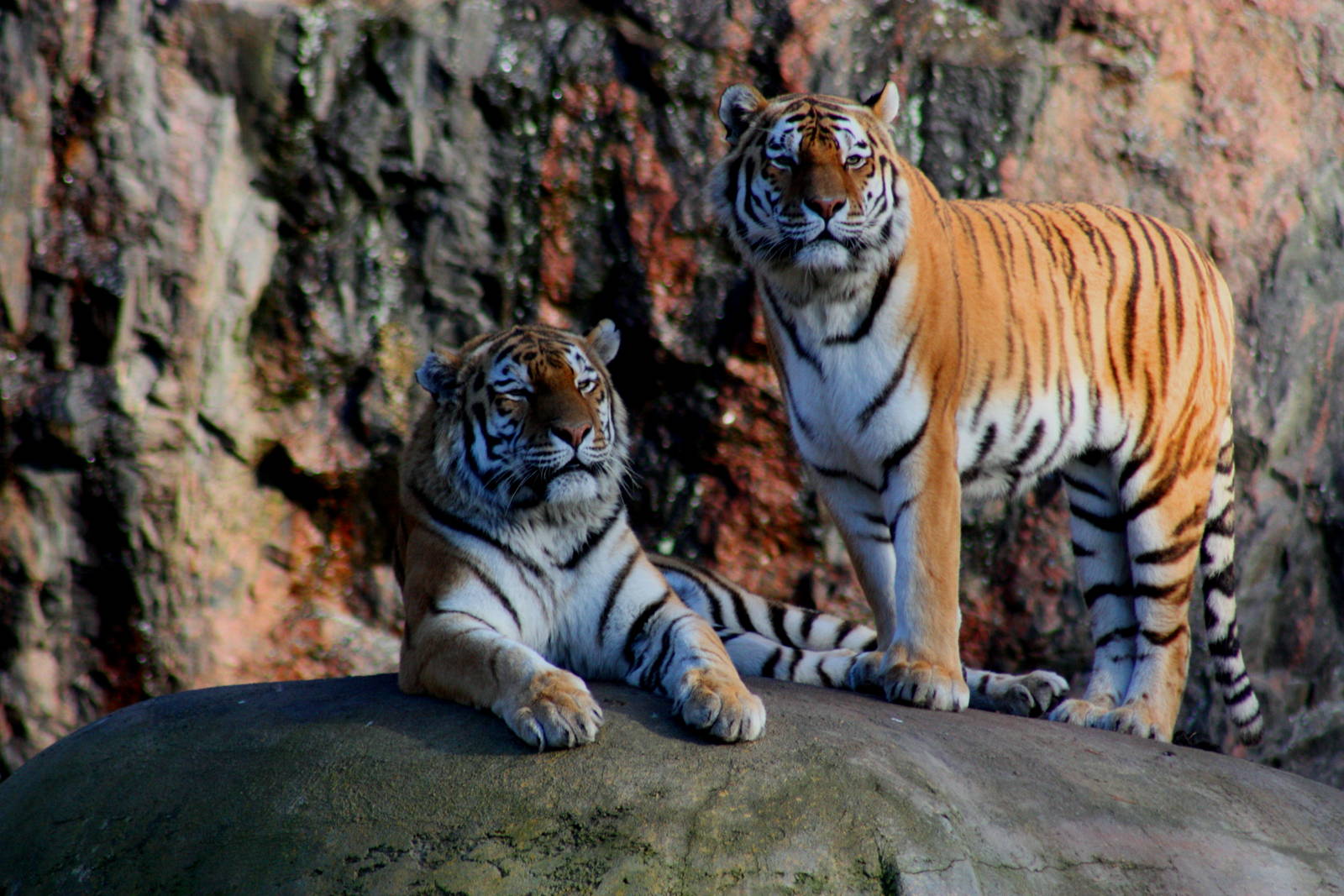 Tigers