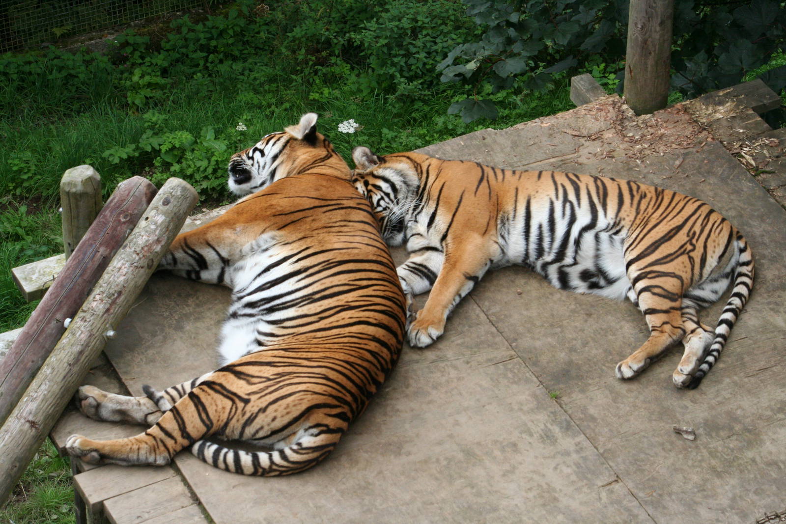 Tigers