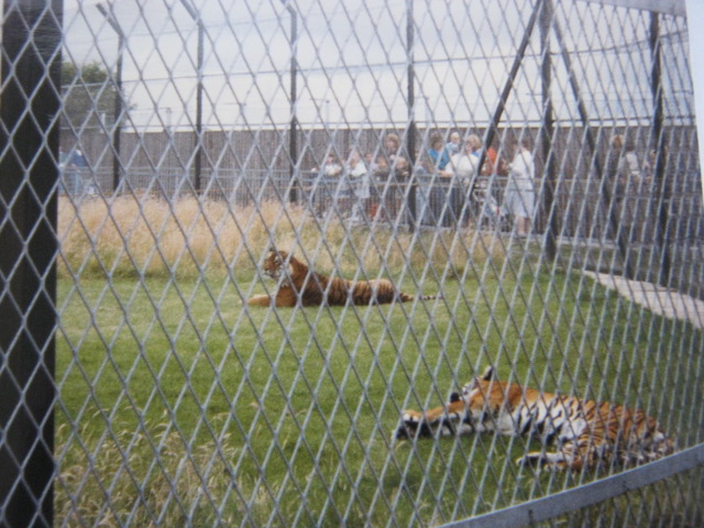 Tigers