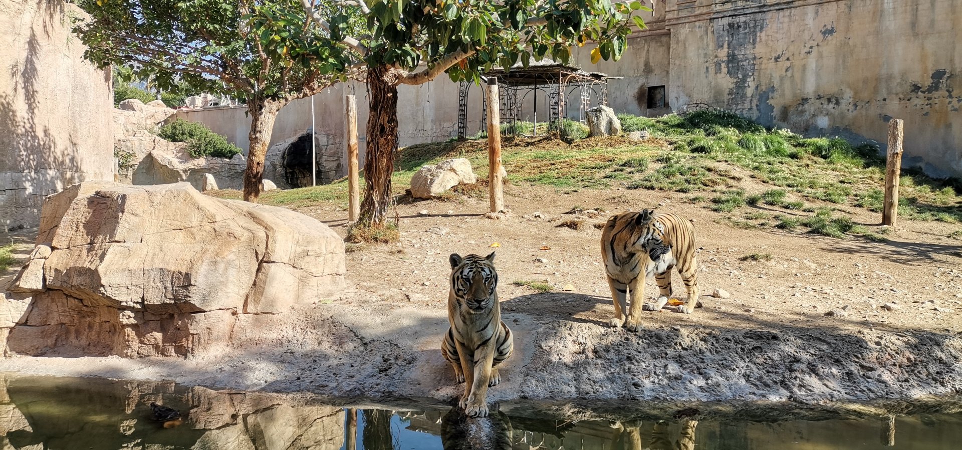 Tigers