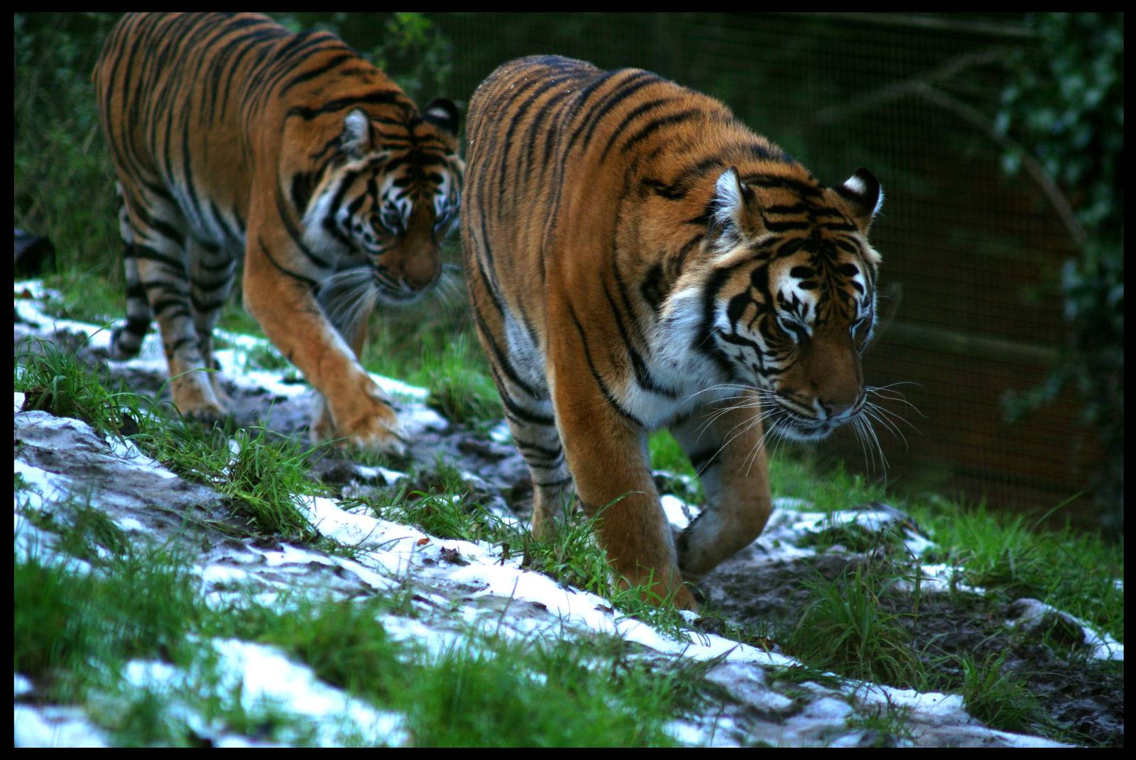 Tigers