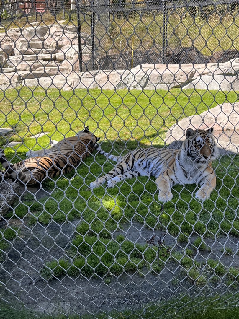 Tigers