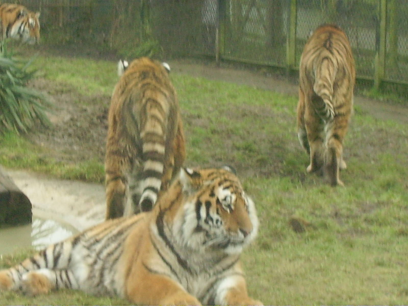 Tigers