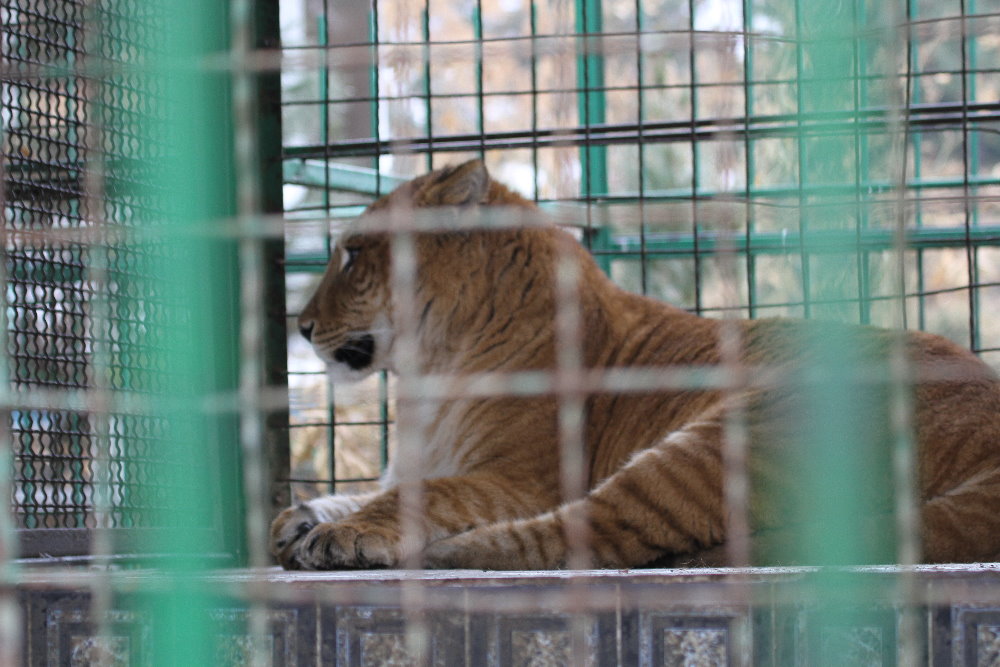Tiglon female(mashhad zoo)
