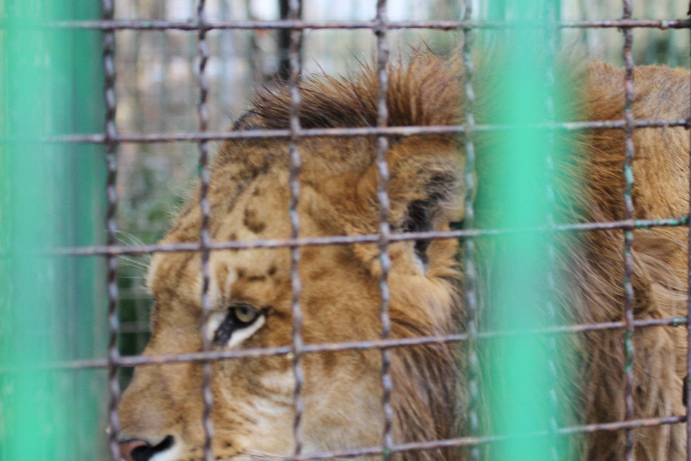 Tiglon male(mashhad zoo)