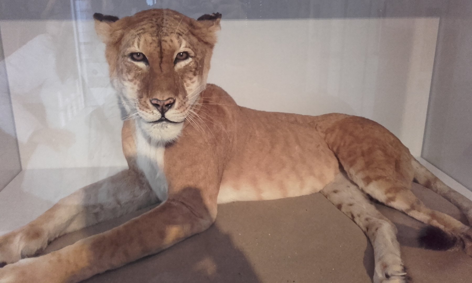 Tigon from Belle Vue