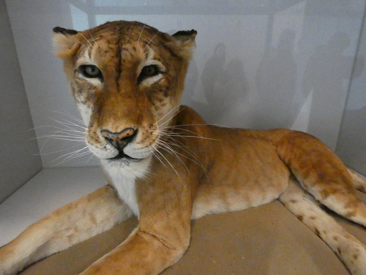 Tigon from Belle Vue