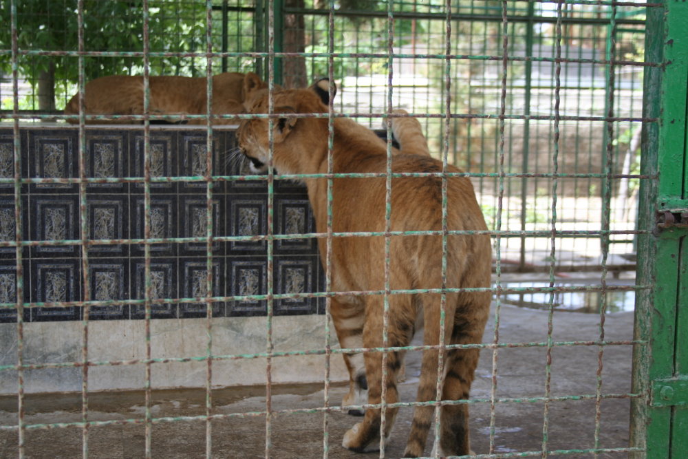 tigon (mashhad zoo) 1