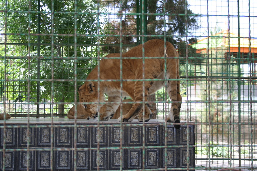 tigon (mashhad zoo)2