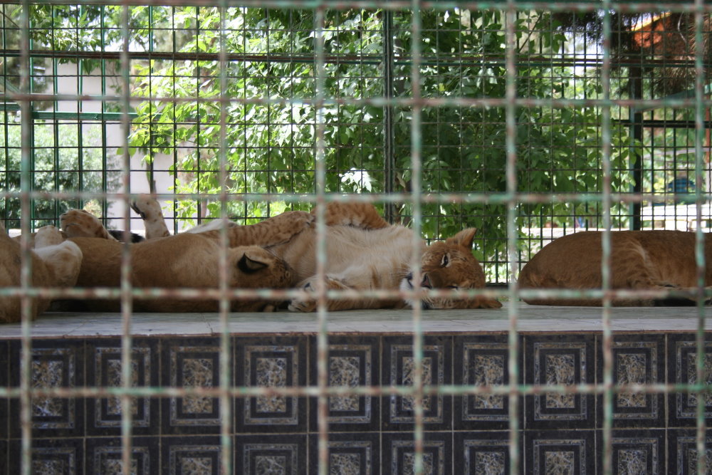 tigon(mashhad zoo)