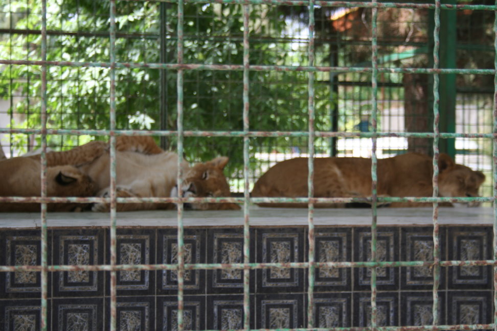 tigon(mashhad zoo)