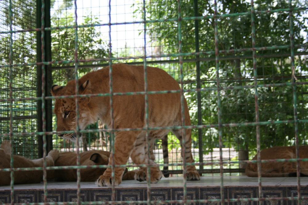 tigon(mashhad zoo)