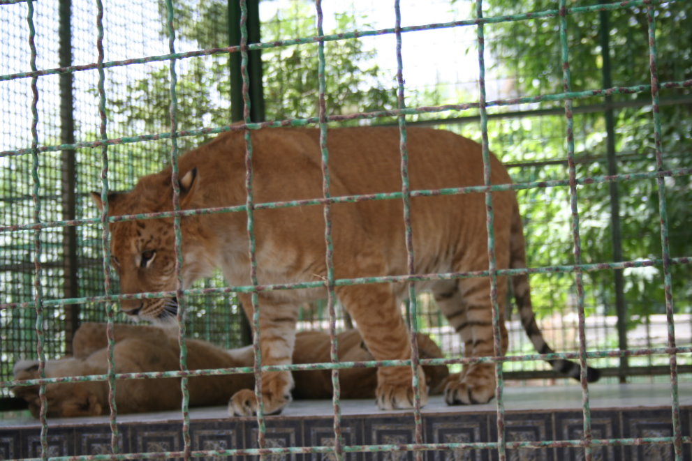 tigon(mashhad zoo)