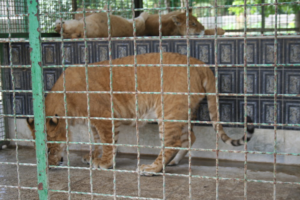 tigon(mashhad zoo)