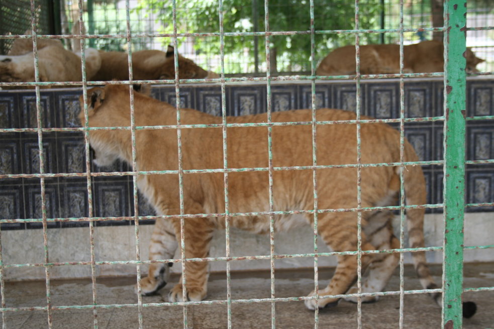 tigon(mashhad zoo)
