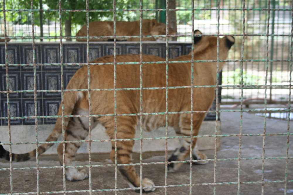 tigon(mashhad zoo)