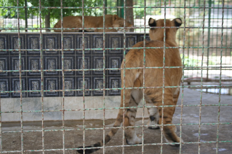 tigon(mashhad zoo)