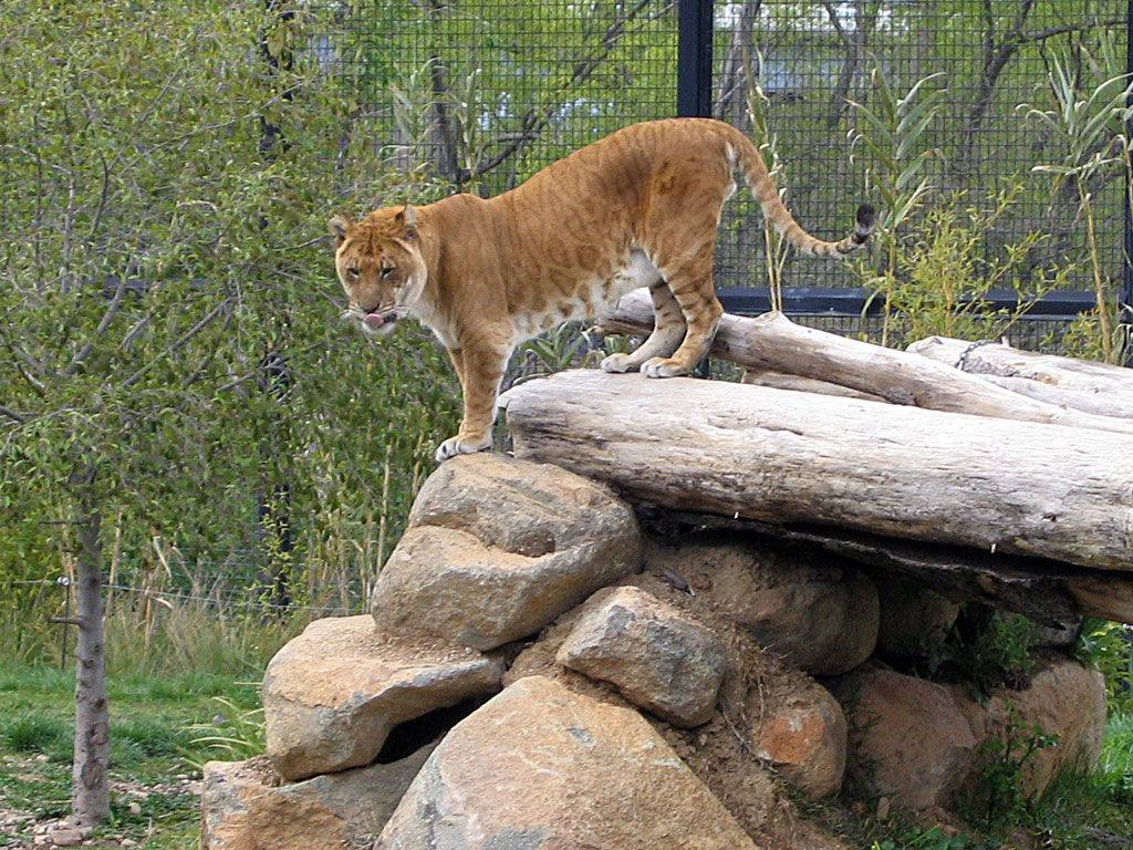 Tigon - National Zoo and Aquarium