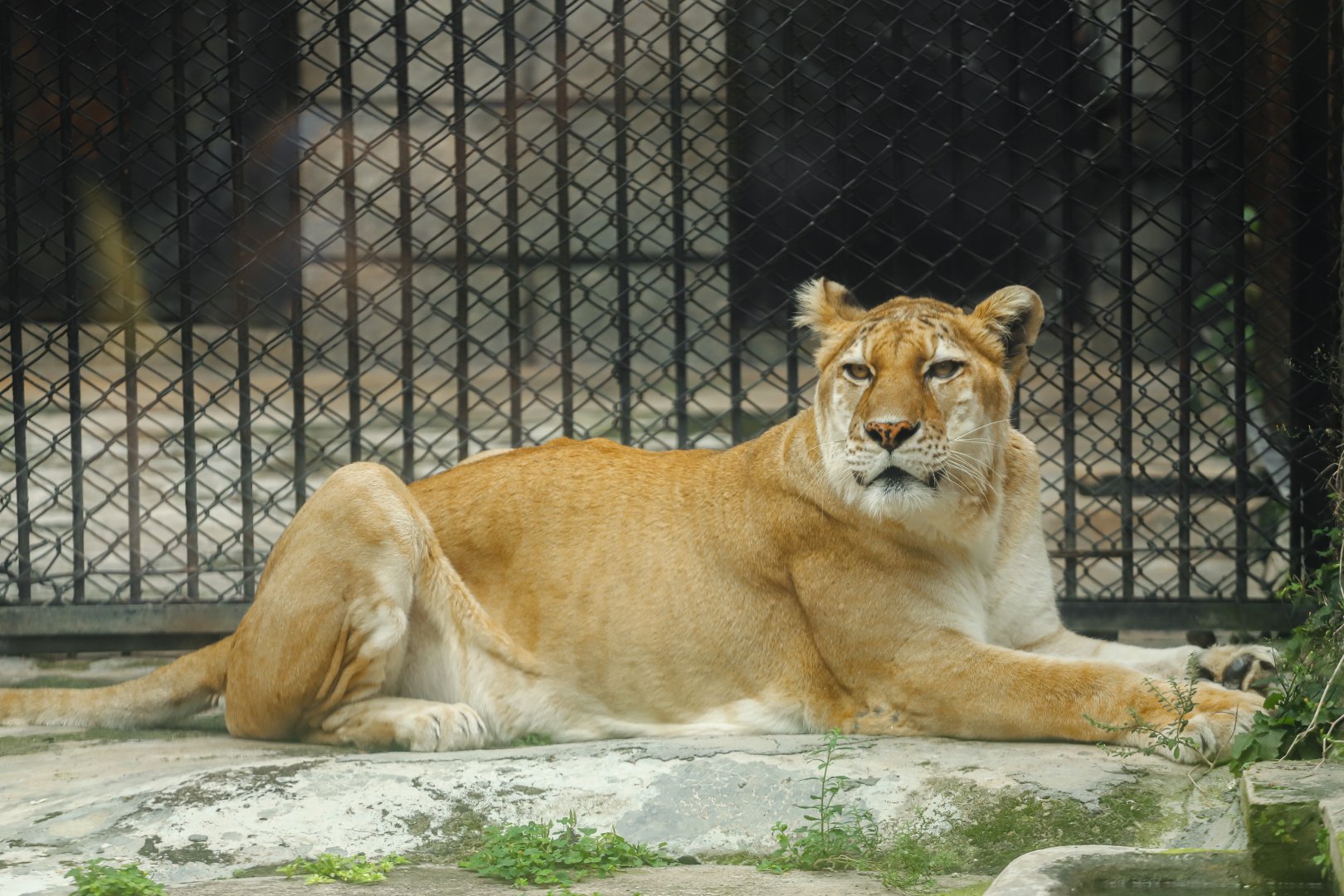 Tigon