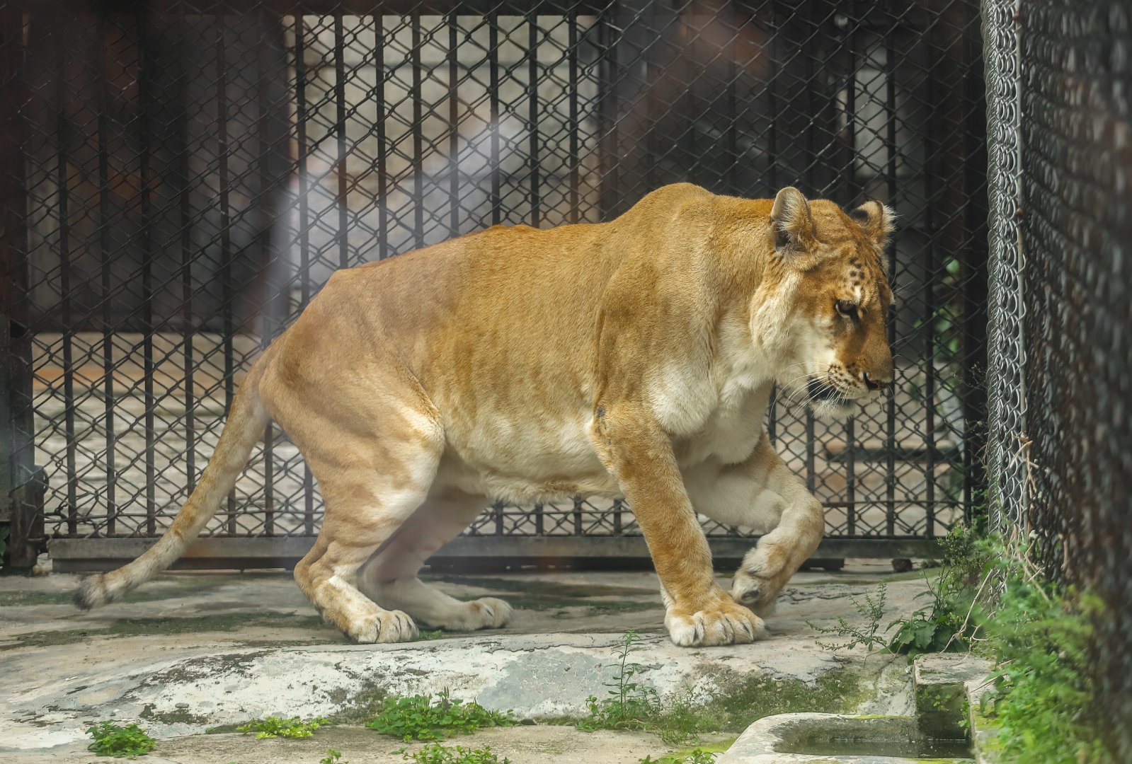 Tigon