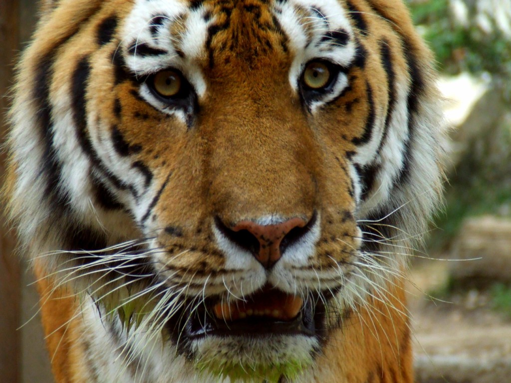 Tigre de Sibérie (panthera tigris altaica)