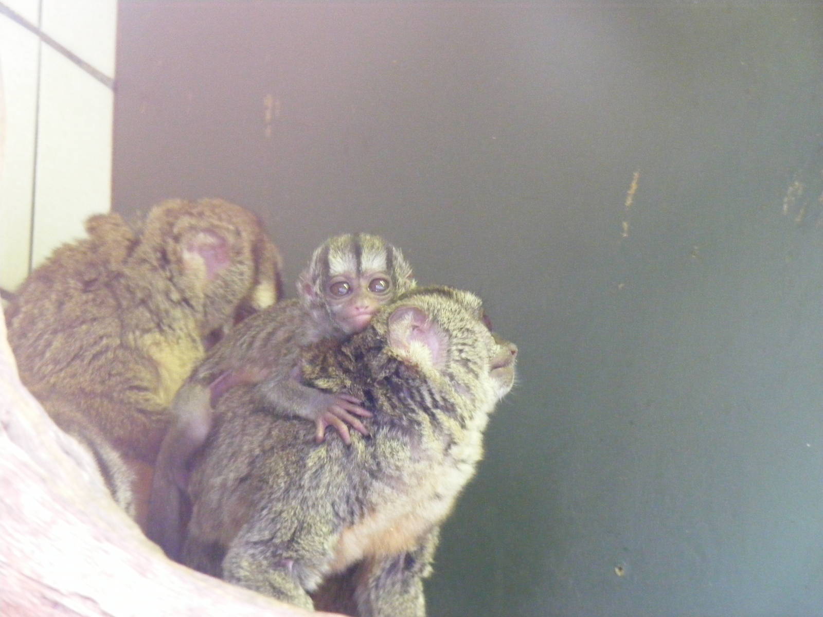 Tigre, Xingu and Tambo the douroucoulis at Marwell Wildlife, 6 March 2010