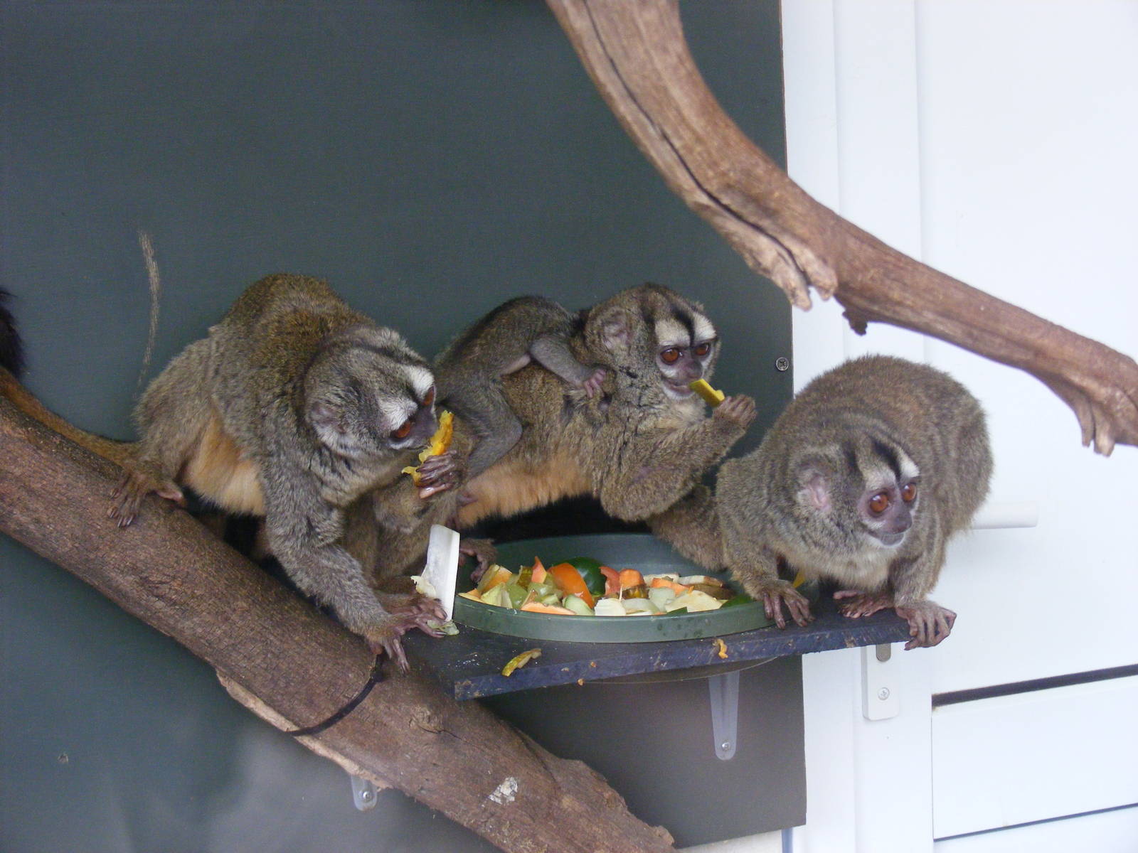 Tigre, Xingu, Curraray and Tambo the douroucoulis at Marwell Wildlife, 6 Ma