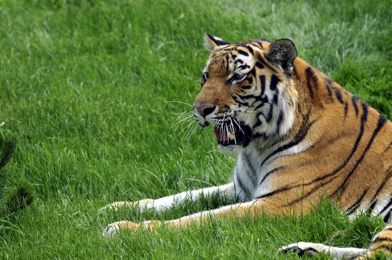 Tigress at Lüneburger Heide.