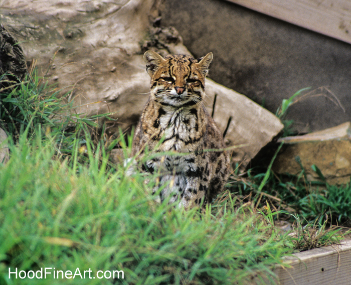 Tigrina (Leopardus guttulus)