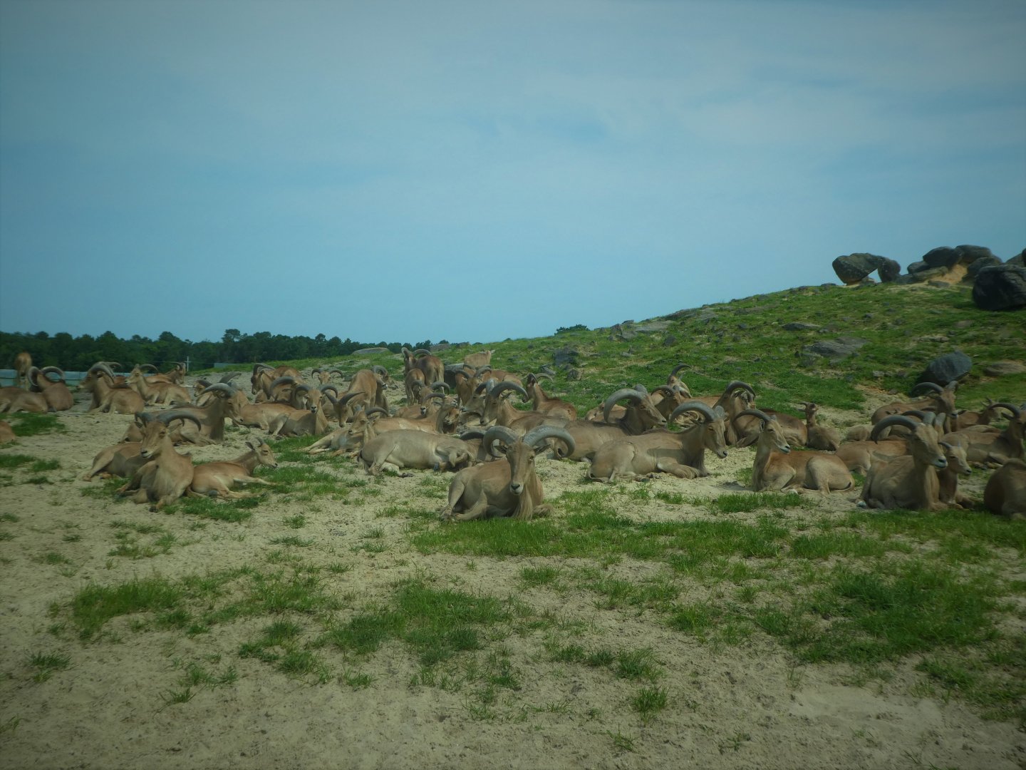 Tigris Asiana - Barbary Sheep Herd