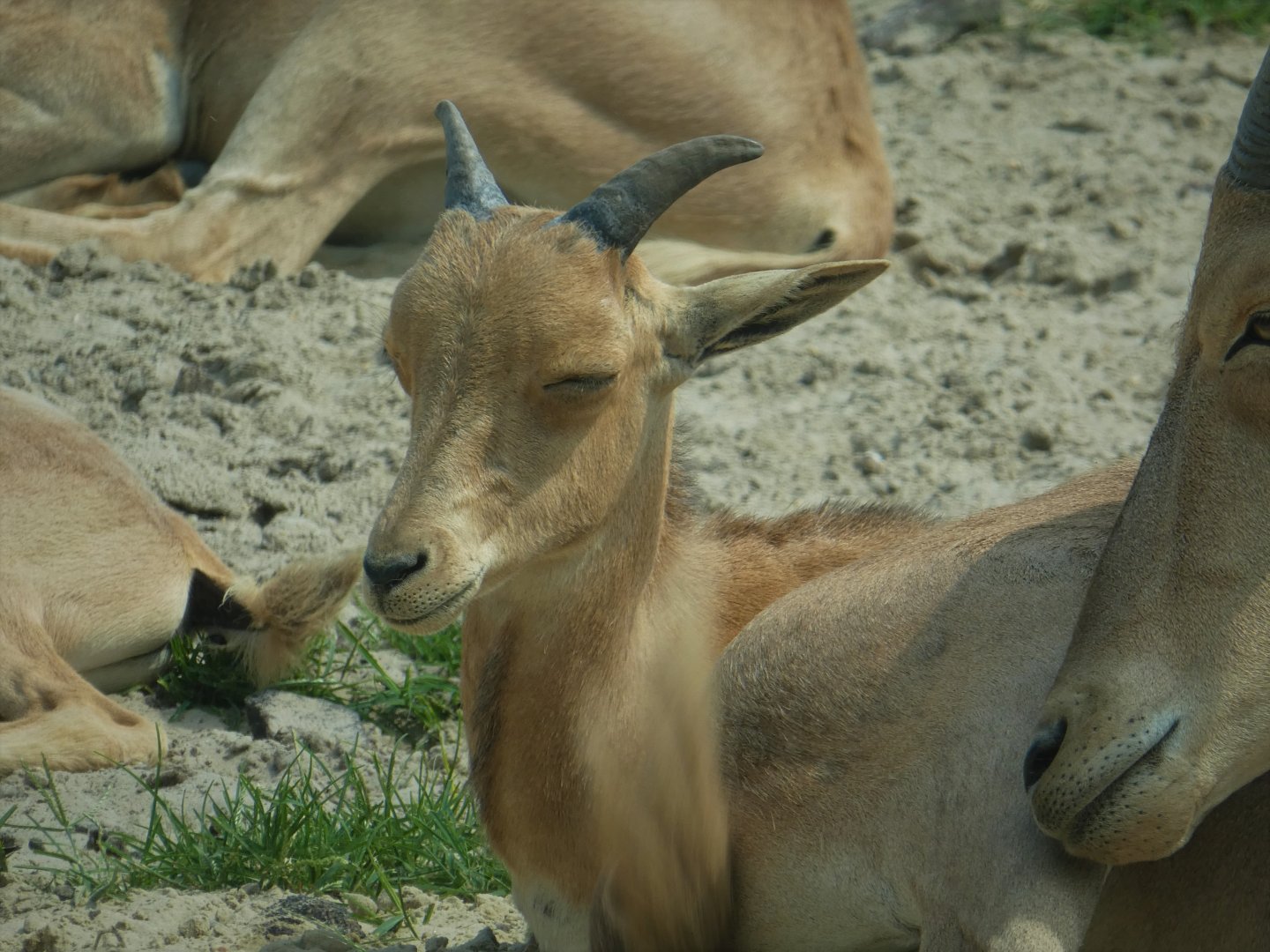 Tigris Asiana - Barbary Sheep Young