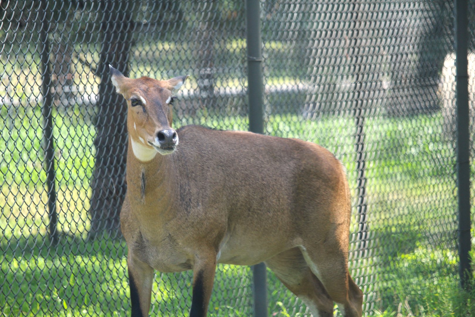 Tigris Asiana - Nilgai
