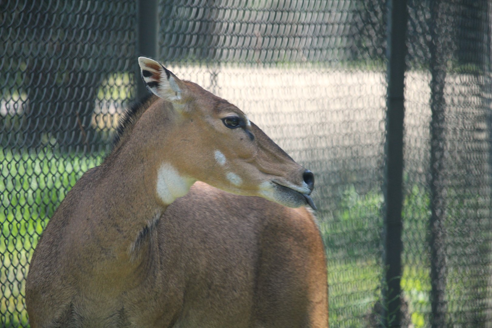 Tigris Asiana - Nilgai