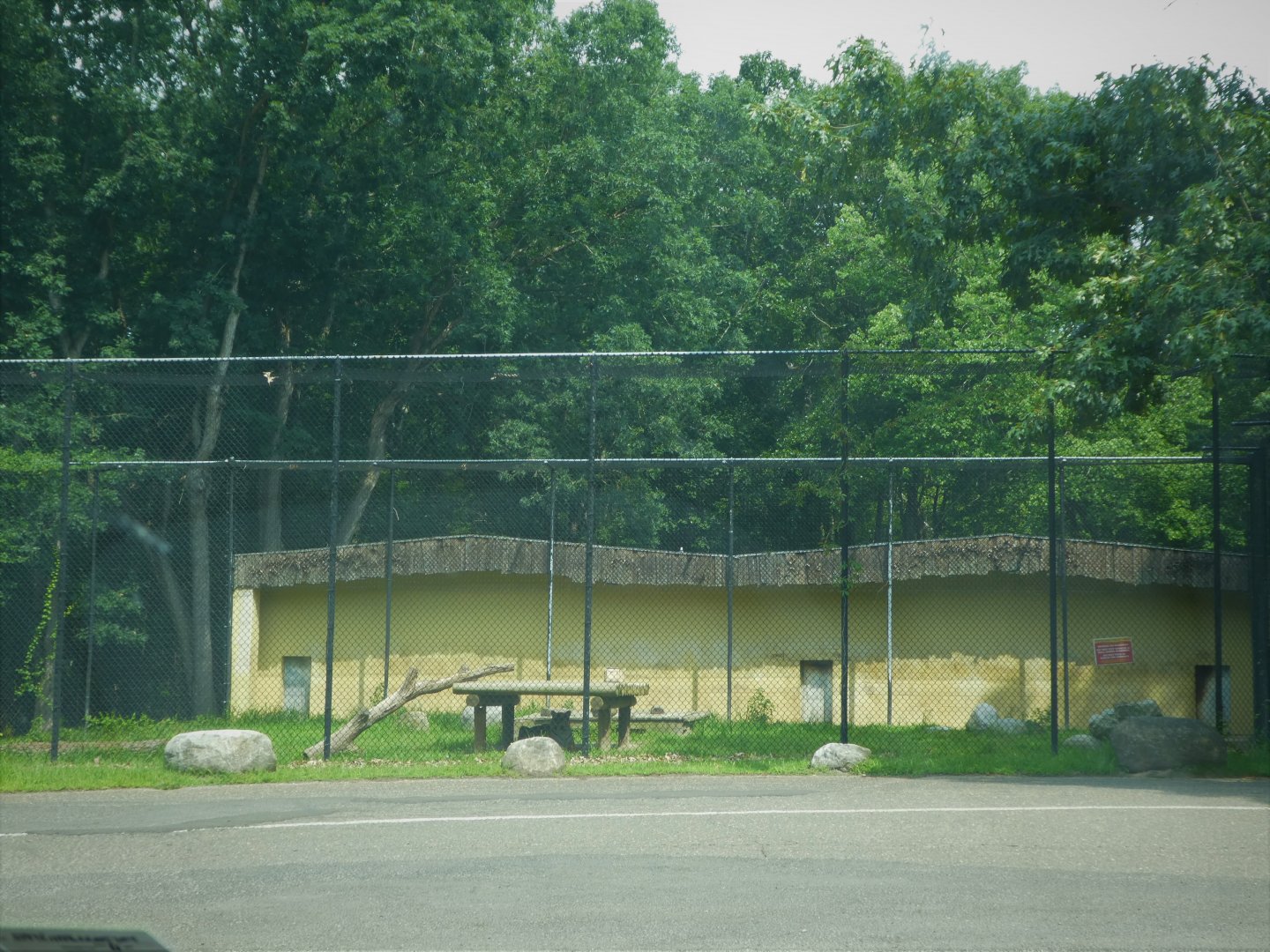 Tigris Asiana - Siberian Tiger Exhibit 1