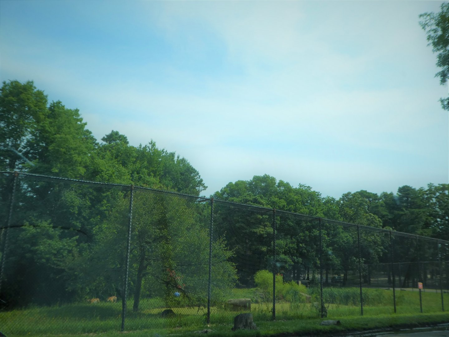 Tigris Asiana - Siberian Tiger Exhibit 2