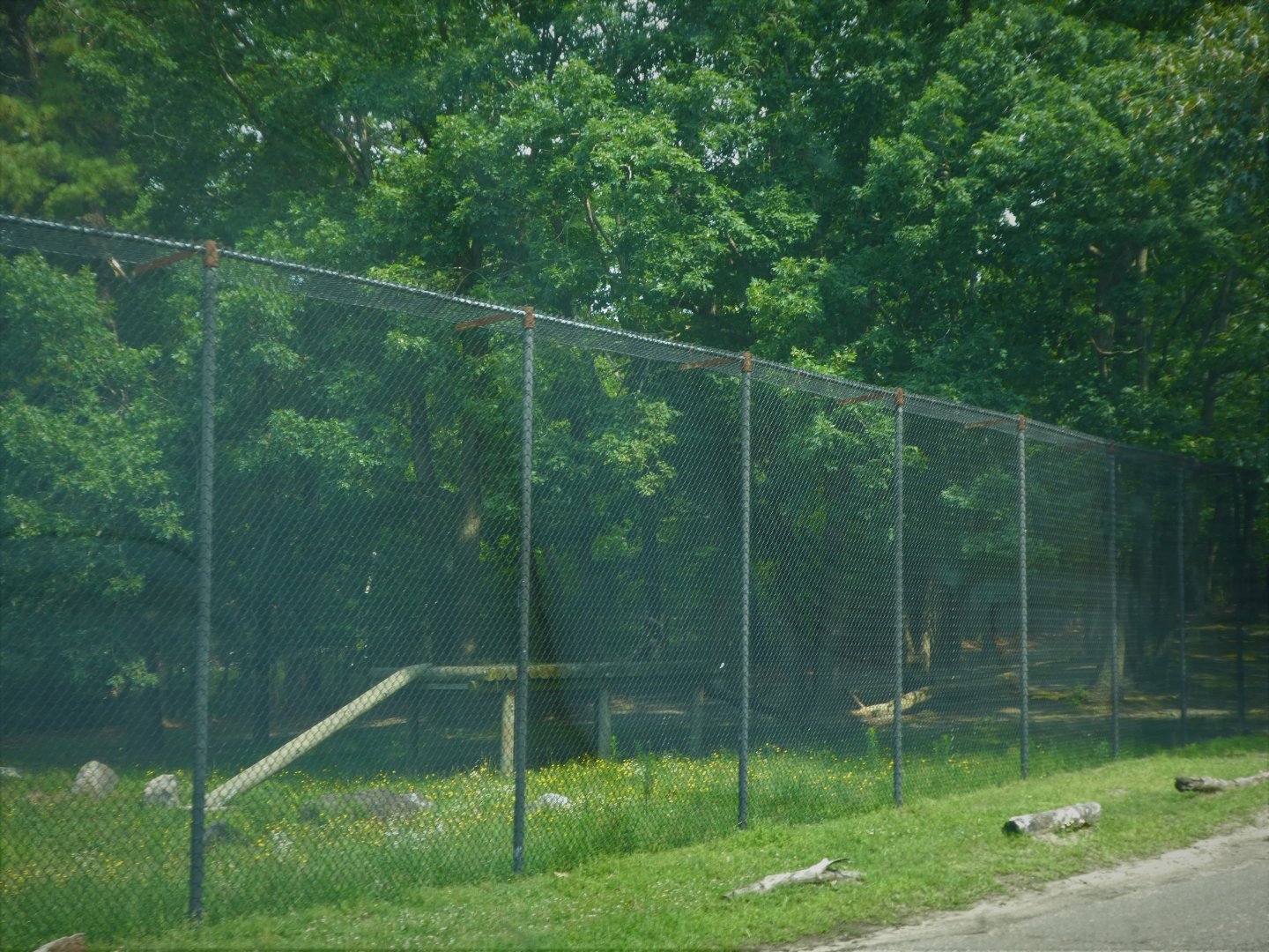Tigris Asiana - Siberian Tiger Exhibit 2