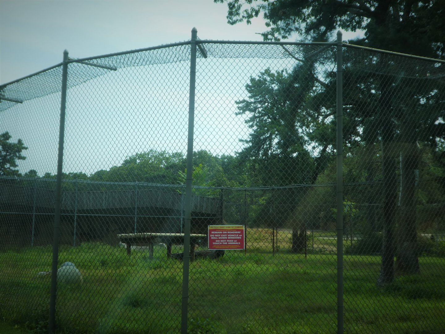 Tigris Asiana - White Tiger Exhibit