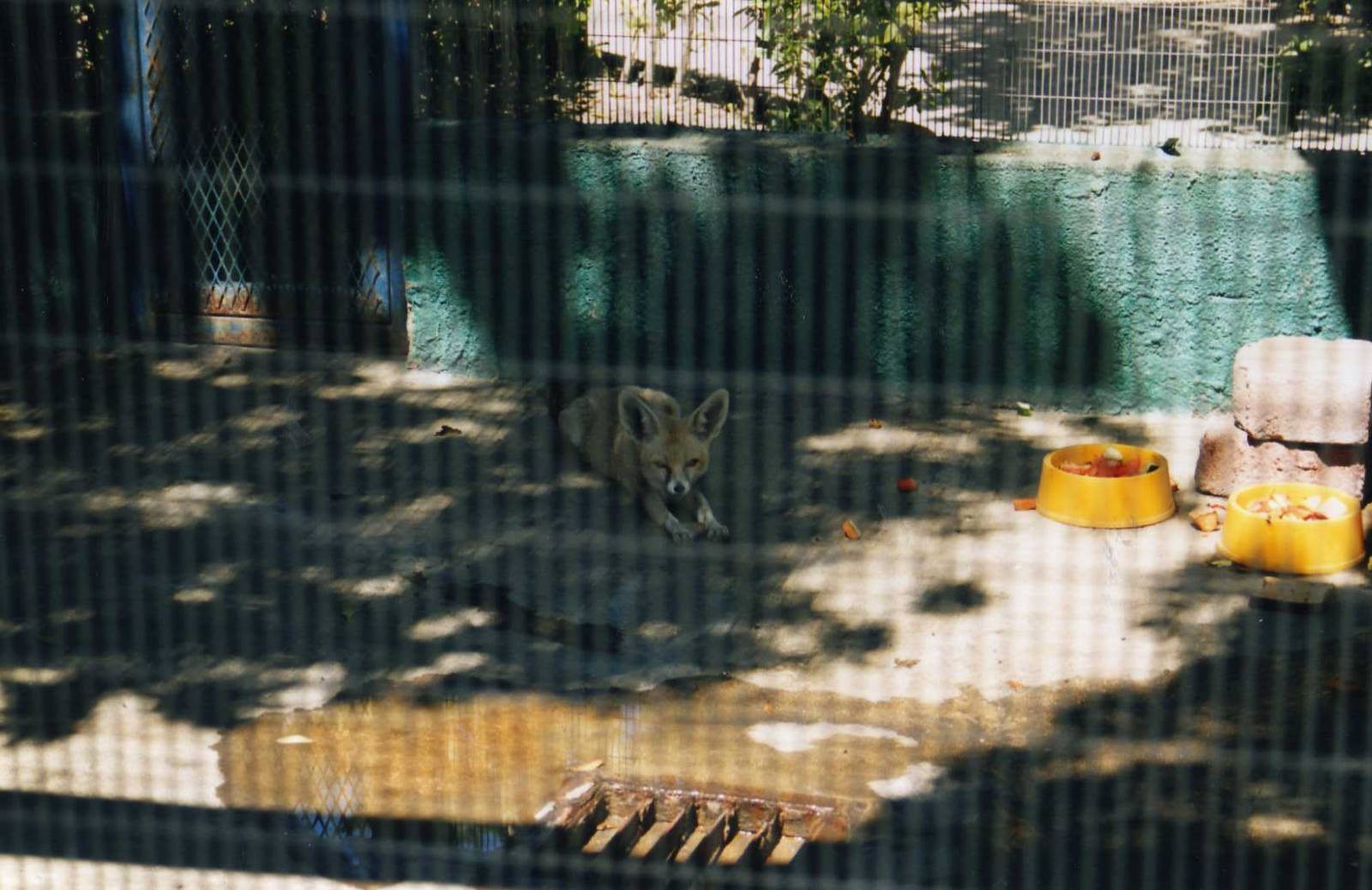 Tijuana Zoo-Kit Fox Cage