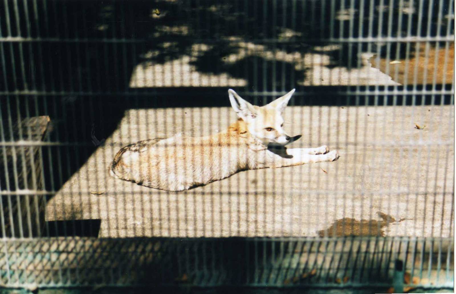 Tijuana Zoo-Kit Fox