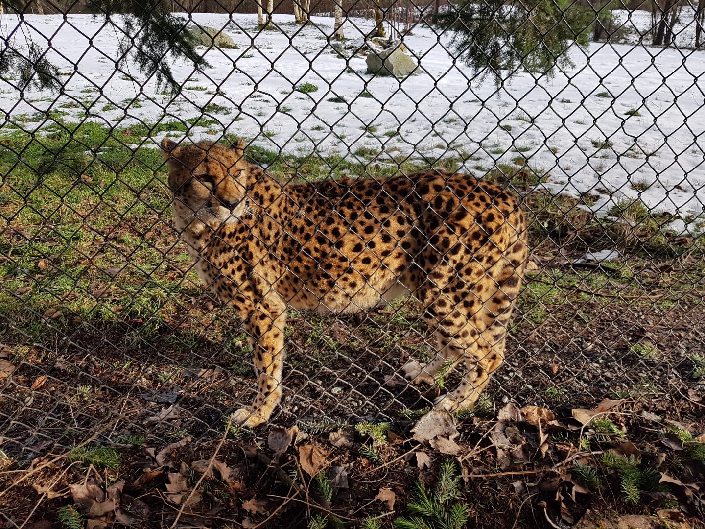 Tika (Cheetah)