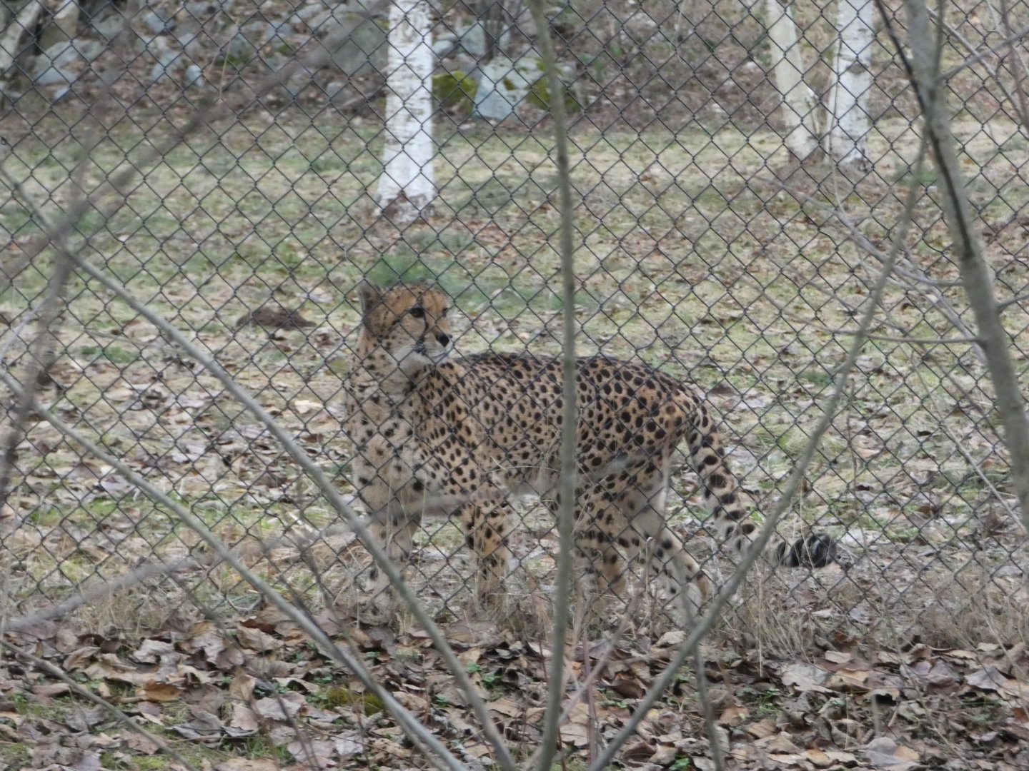 Tika (Cheetah)