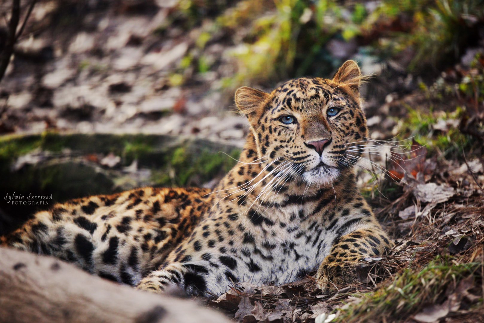 Tika the North Chinese leopard