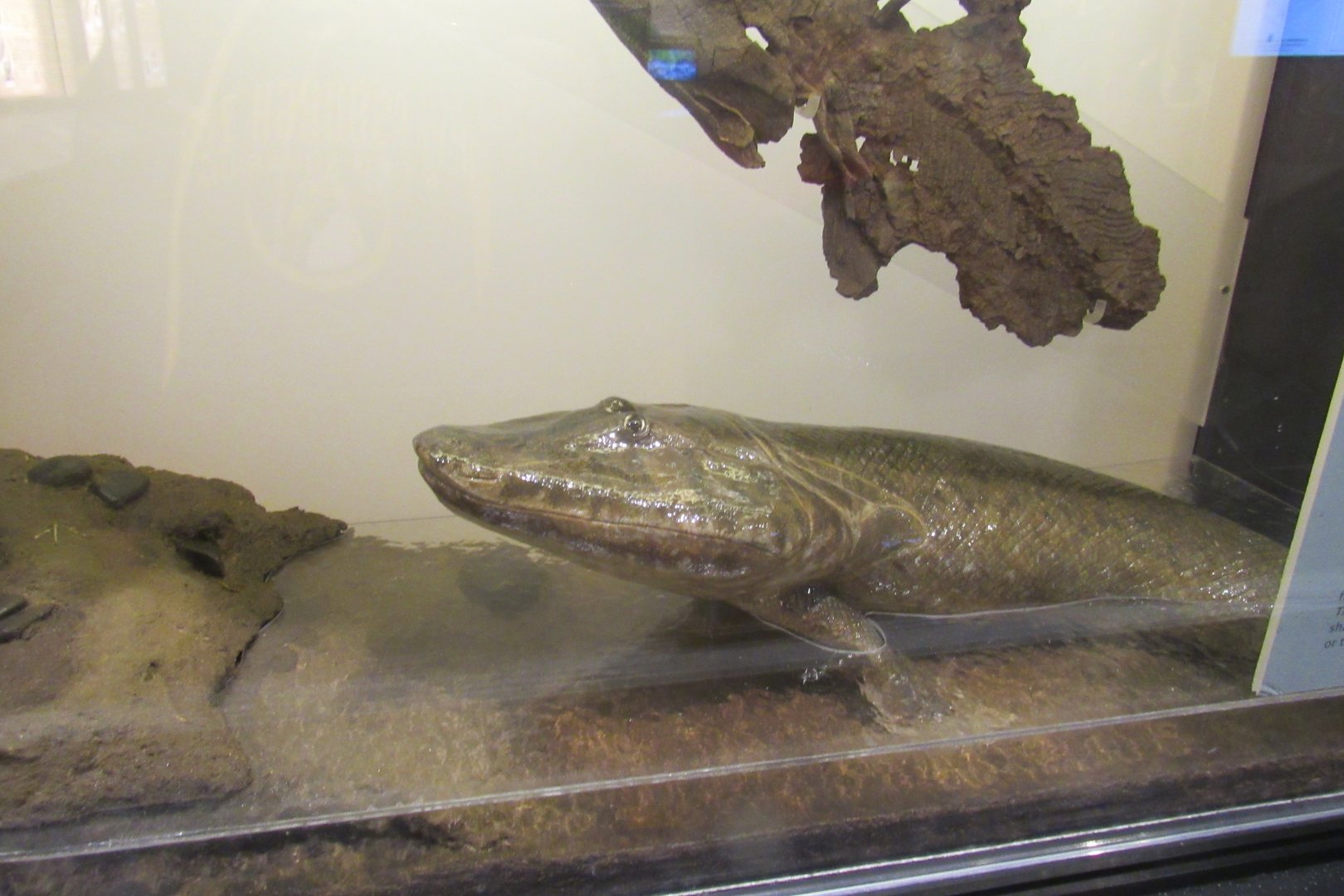 tiktaalik diorama