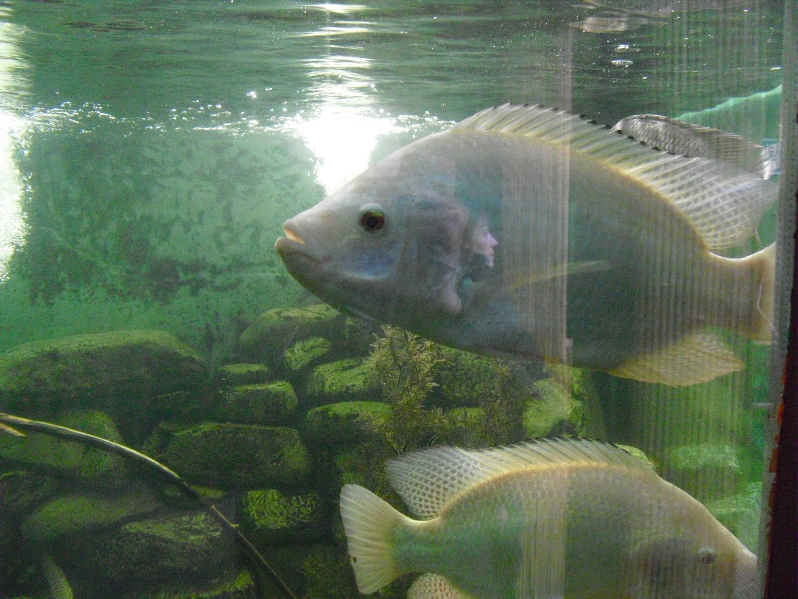 Tilapia - 27/10/2011