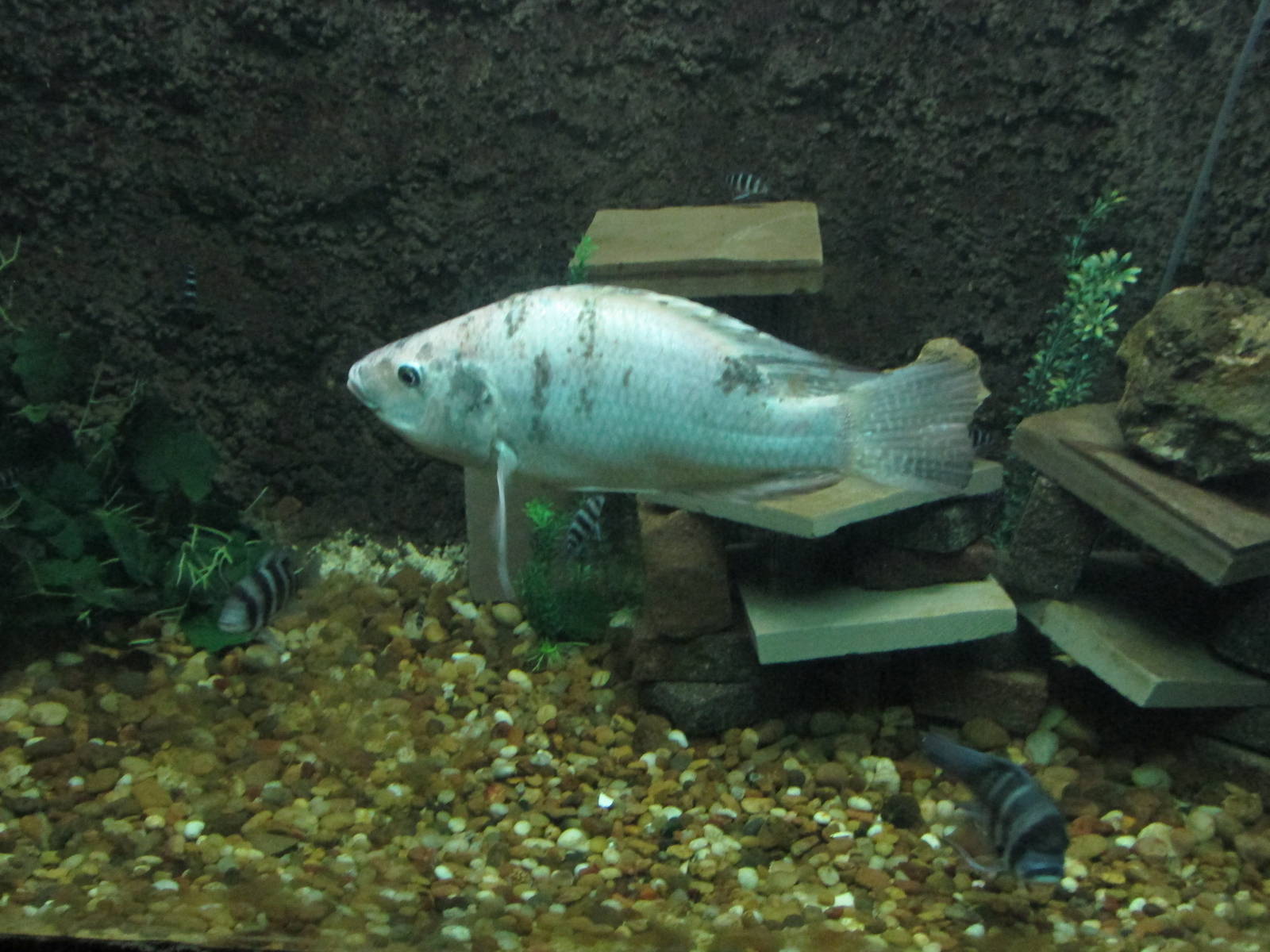 tilapia acuario mendoza