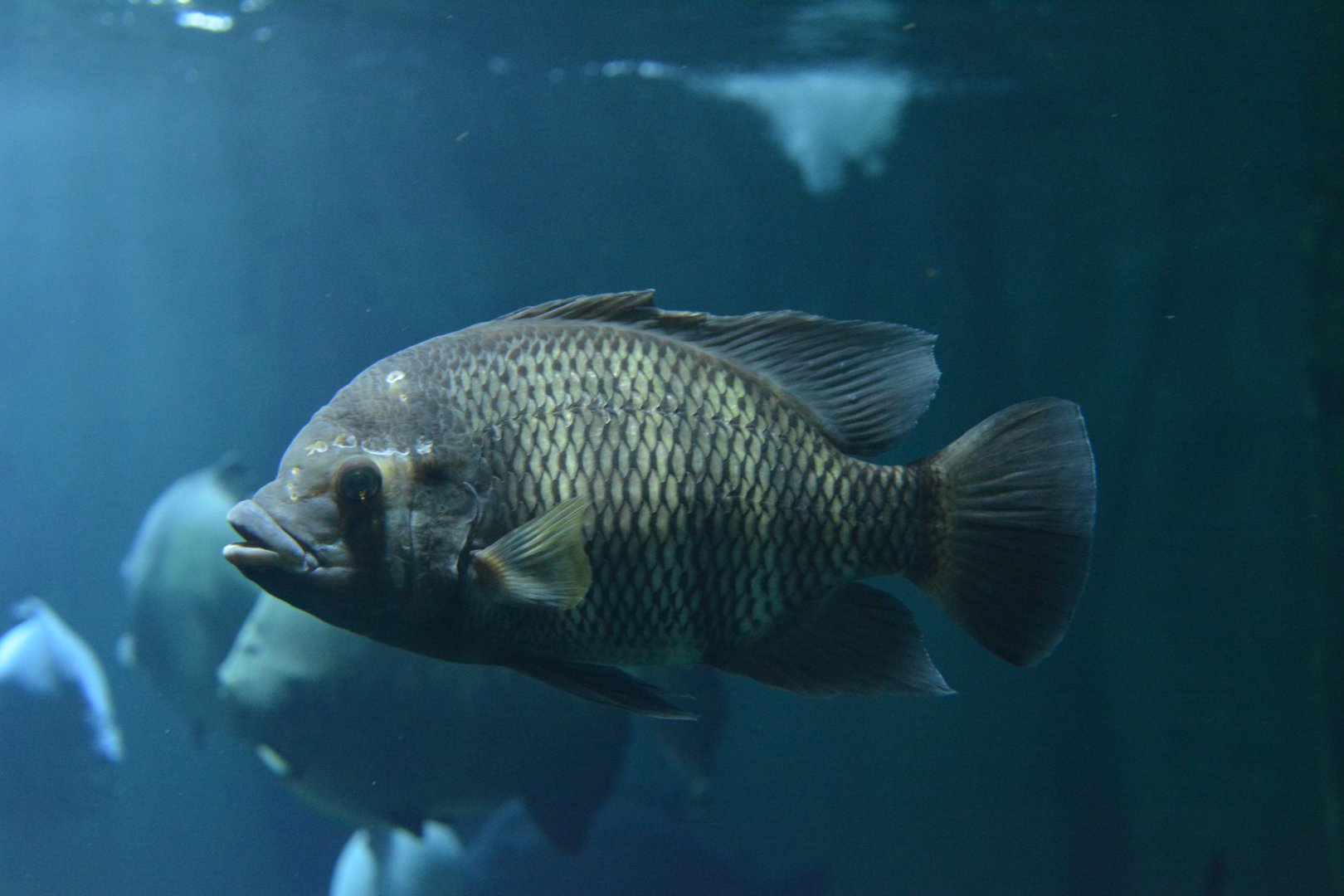Tilapia buttikoferi