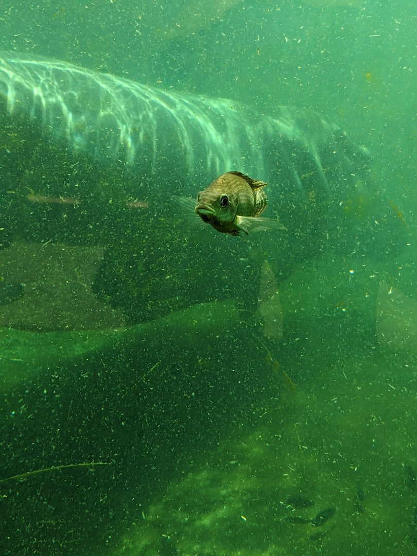 Tilapia gets the spotlight