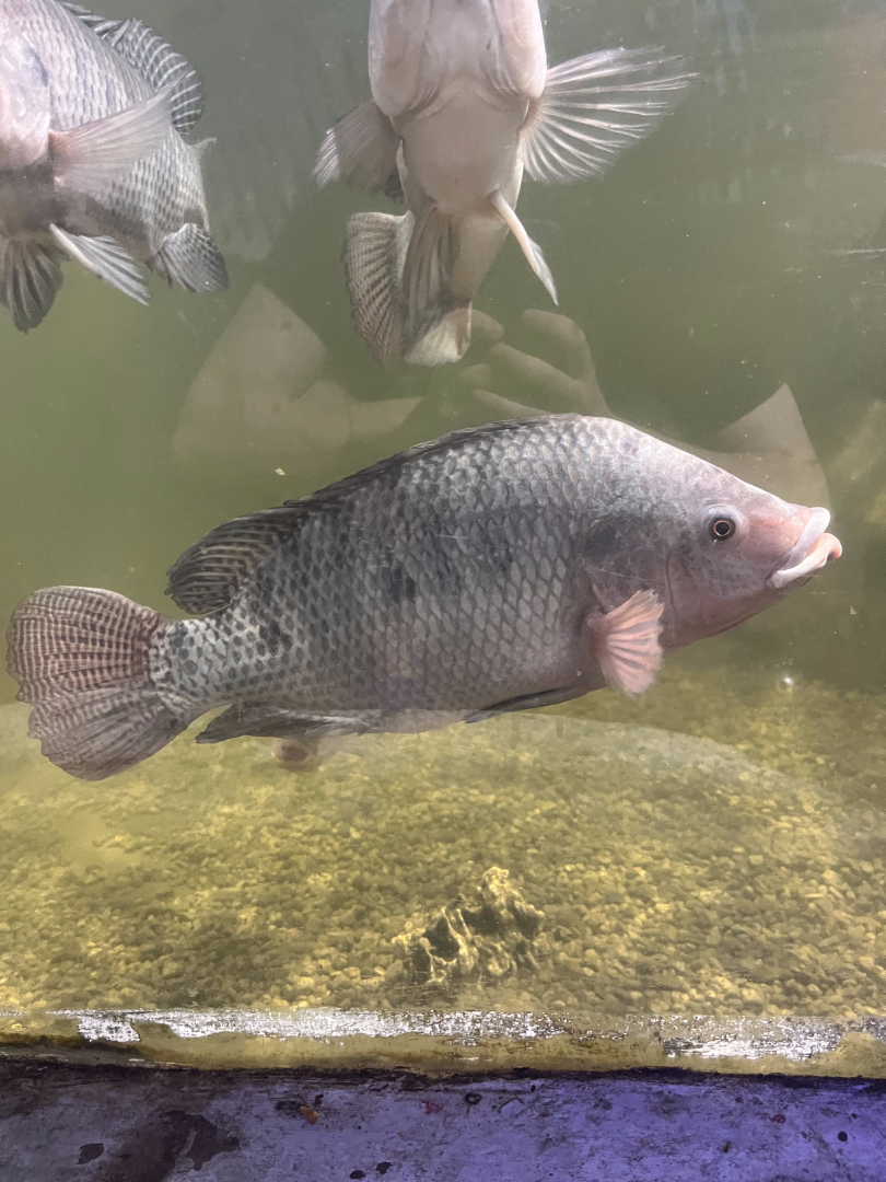 Tilapia ID