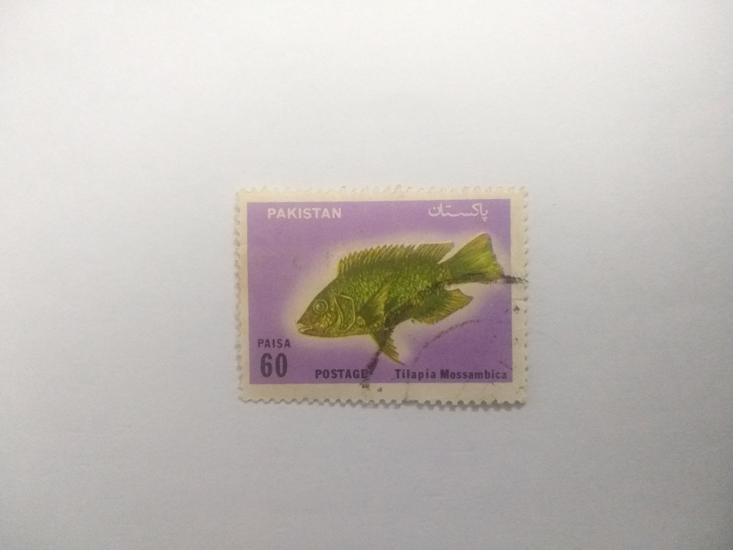Tilapia mossambica - Postage stamp Pakistan