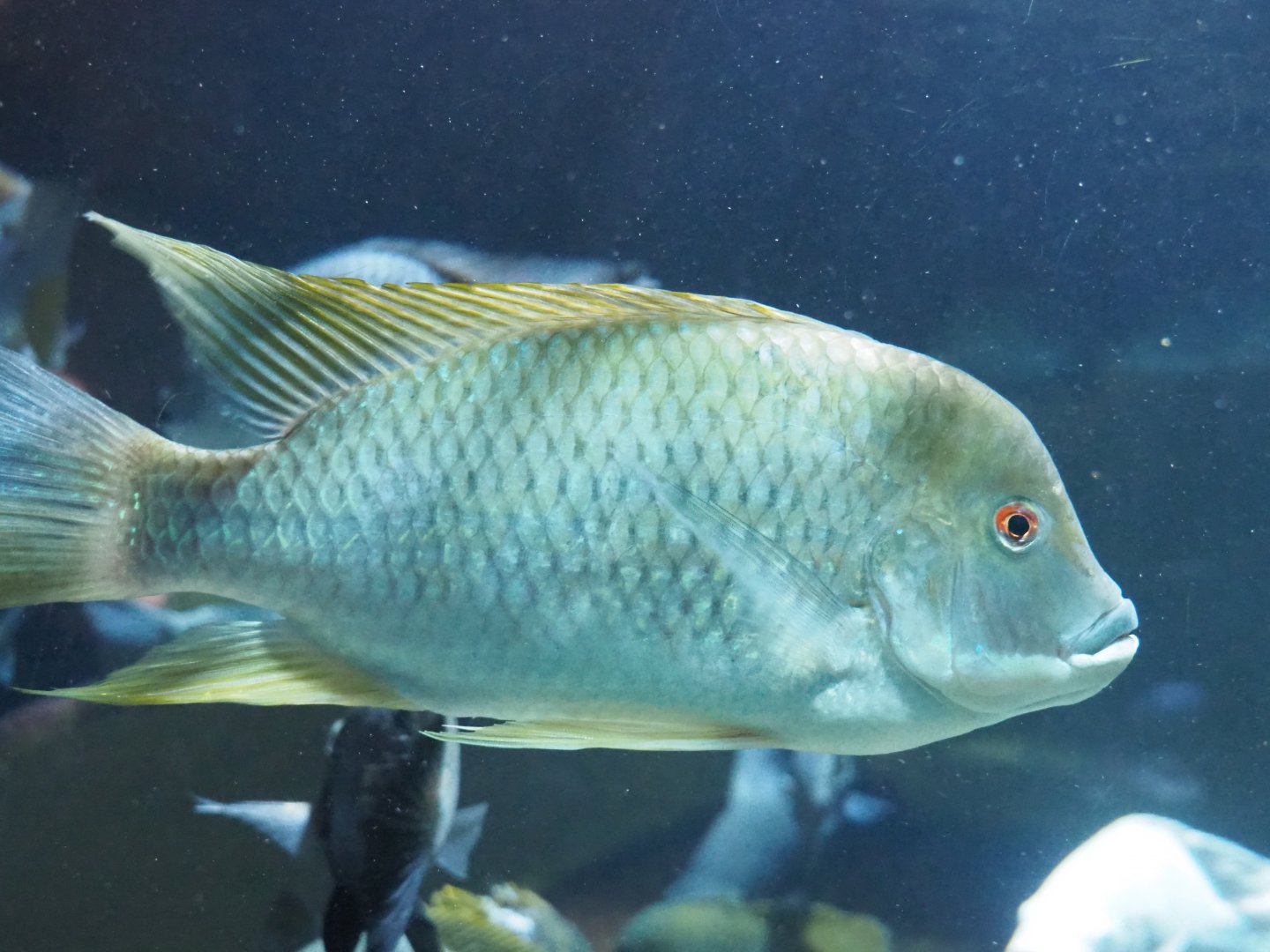 Tilapia species at Zoo Antwerpen
